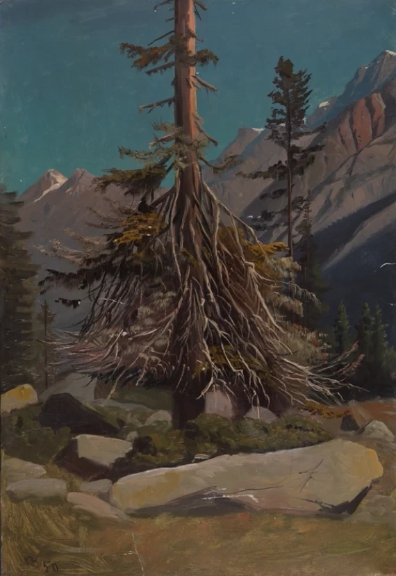 Studio degli alberi nelle Alpi